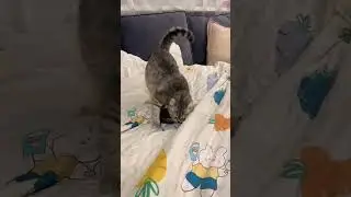 Кошка поймала мышку