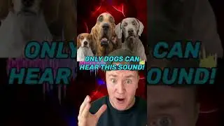 ONLY DOGS CAN HEAR THIS SOUND! 