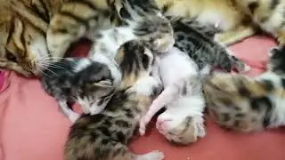 Маленькие почти бенгалы. 