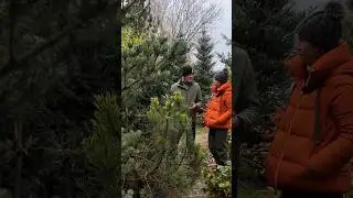 Зачем обрезать деревья? Обсуждаем с Андреем Дарусенковым 