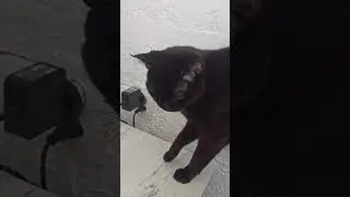 Обиделся! Не взяли на ручки!!! 