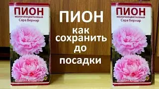 КУПИЛИ ПИОН как правильно сохранить до посадки в грунт.