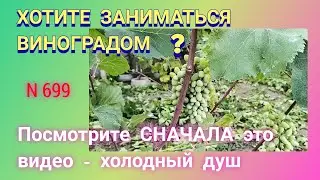 Хотите заняться виноградом... сначала посмотрите это видео.