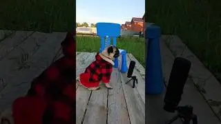 Пëсий стендап