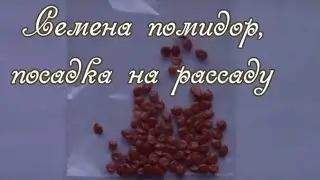 Семена помидор, посадка на рассаду
