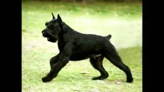 Top 10 Guard Dogs Chosen by Cesar Millan