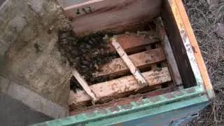 Улей для запасных маток.