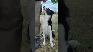 Kisses of Angel border collies in training 2023
