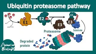 The ubiquitin-proteasome mediated protein degradation pathway | Ubiquitin ligase | Proteasome