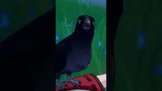 СЛУЧАЙНЫЙ ФАКТ О ЯЭ МИКО  