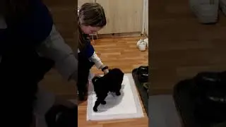 Взяла сразу 2х собак)