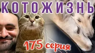 СОБАКИ НАШЛИСЬ🔸ЧУНЯ-КОРМИЛИЦА😻КОТОЖИЗНЬ!