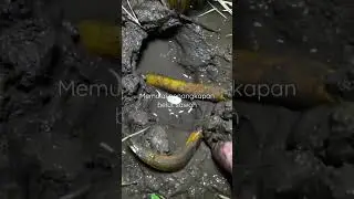 cara menangkap belut sawah