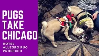 Pugs Take Chicago - Hotel Allegro Pug Prosecco Hour