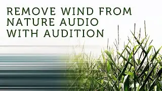 Remove wind from your nature recordings in Adobe Audition!