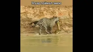 Ягуар поймал змею