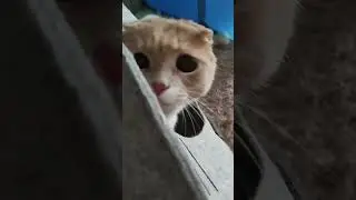 Семён и домик