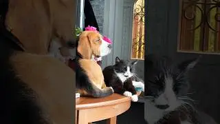 И почему они так любят все спать на столе🤗