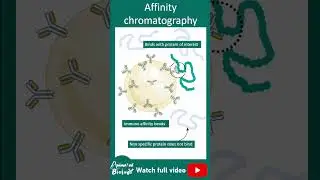 Affinity chromatography | 1 minute biotechnique