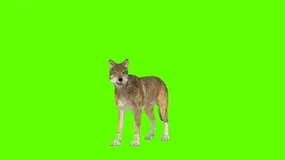 hyena free download video!no copyright green screen!animals Green screen video!green background