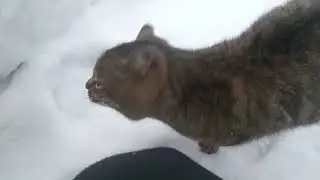 Февраль! ЁЛКА ещё стоит! Гуляю во дворе😊
