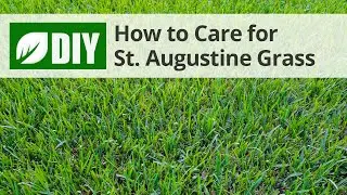 How to Care for St Augustine | DoMyOwn.com