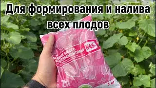 Чем подкормить огурцы во время активного плодоношения? Этот элемент необходим для налива плодов.