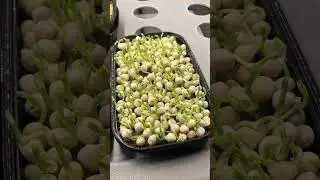 Бизнес в квартире. 50.000₽ в месяц на кафе и ресторанах