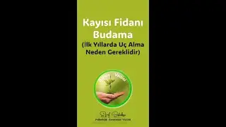 Kayısı Fidanı Uç Alma Budaması