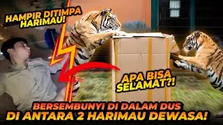 ALSHAD AHMAD NEK4T ! SEMBUNYI DI DALAM DUS DI KANDANG HARIMAU DEWASA ! ESHAN JINORA LANGSUNG SERGAP!