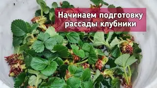 Как готовится рассада клубники к весне 🍓🌱