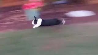 Rabbit meets wild rabbit - WHAT WILL HAPPEN?