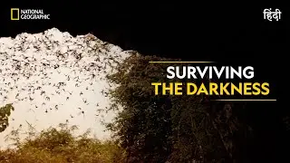 Surviving the Darkness | Dead by Dawn | National Geographic