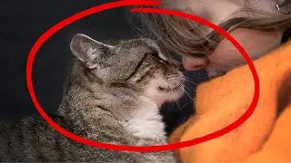 4 Ways Cats Communicate to Humans (Other Than Meowing)