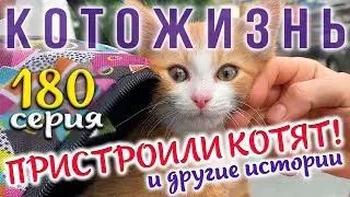 ПРИСТРОИЛИ КОТЯТ и другие истории😻КОТОЖИЗНЬ!