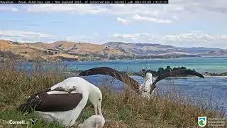 Changing Of The Guard At Northern Royal Albatross Nest | DOC | Cornell Lab