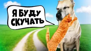 Последние дни грустного котенка с нашими домашними животными / SANI vlog