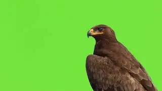 Green screen eagle, chroma key eangle, bird, pantalla verde, tela verde, eagle footage 1