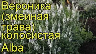 Вероника колосистая Альба. Краткий обзор, описание характеристик veronica spicata Alba