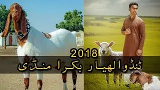 Tando Allahyar | Bakra Mandi Pakistan 2018 | BULLS QURBANI EID | Eid ul Adha Mubarak