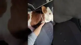 11 MILLYONGA BARAKA BOLDI 
