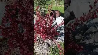 Барбарис Флоренс -яркий представитель весны