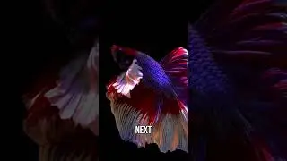 Best Betta Fish Foods