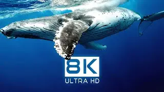 8K Video HDR • OCEAN LIFE in Dolby Vision 8K ULTRA HD