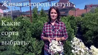 Живая изгородь из туй? Какие сорта выбрать?