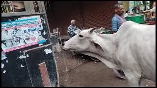 गर्मी में नल से प्यास बुझाती गाय