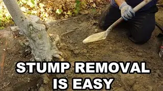 How to Remove a Tree Stump by Hand