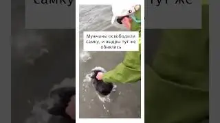 Иногда животные понимают, что нуждаются в людской помощи🥺 #shortvideo#выдра#бибиси#животные#шортсы