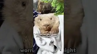 Cute #amimals #shortvideo #shorts