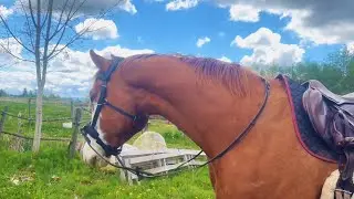 Barn Vlog | Addressing Spookiness in Young Horses